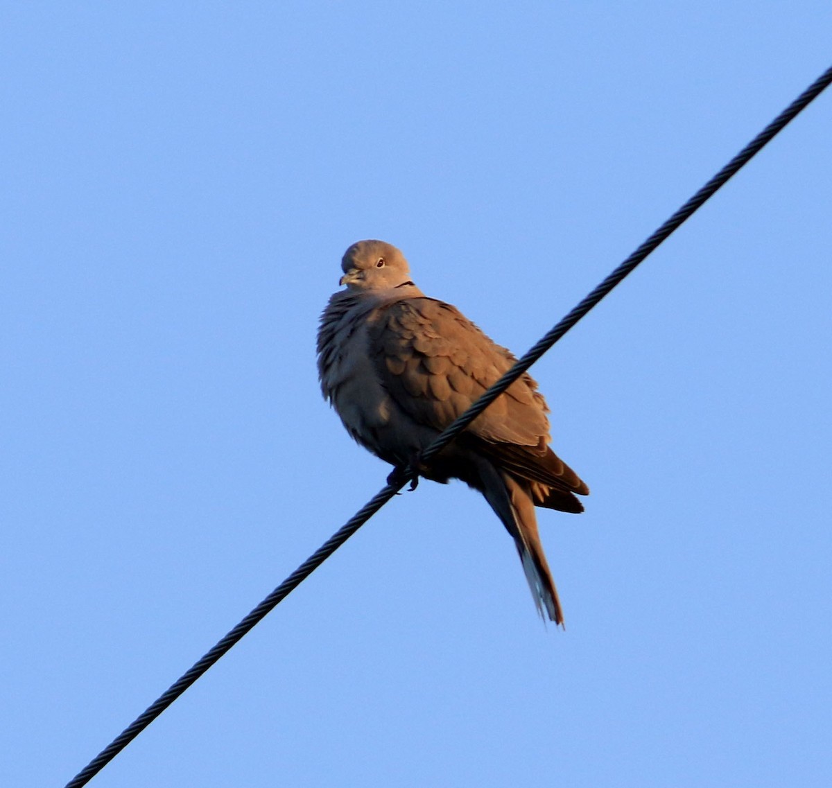 Eurasian Collared-Dove - ML533875051