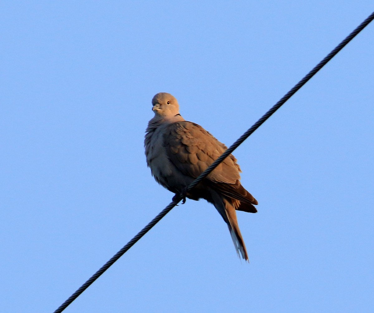 Eurasian Collared-Dove - ML533875061
