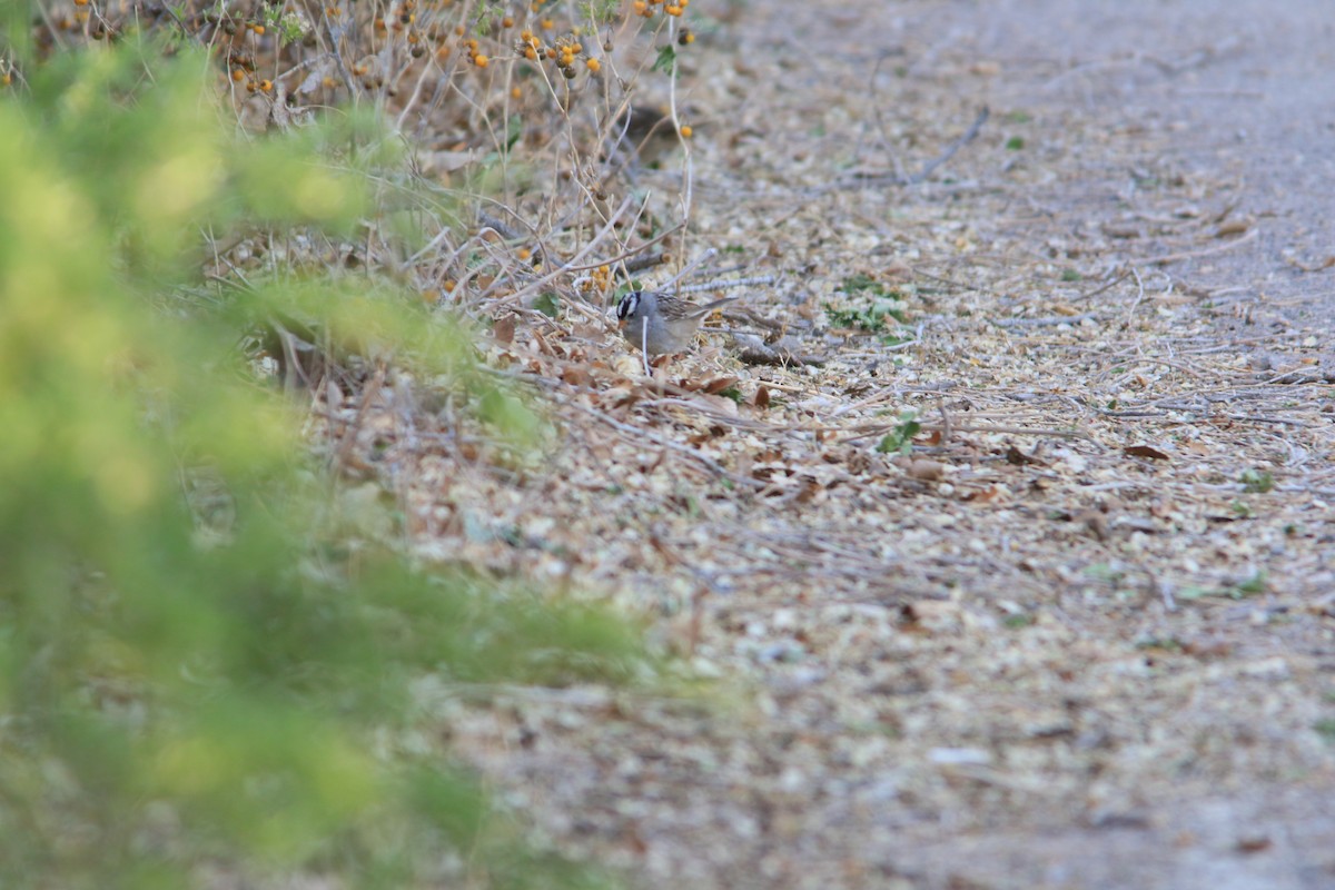 White-crowned Sparrow - ML533876731