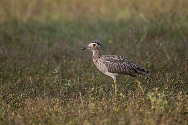 Double-striped Thick-knee