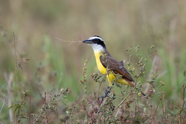 Great Kiskadee