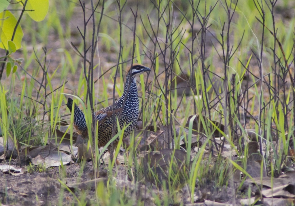 Chinese Francolin - ML533878631