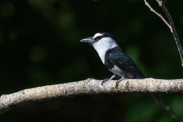 White-necked Puffbird