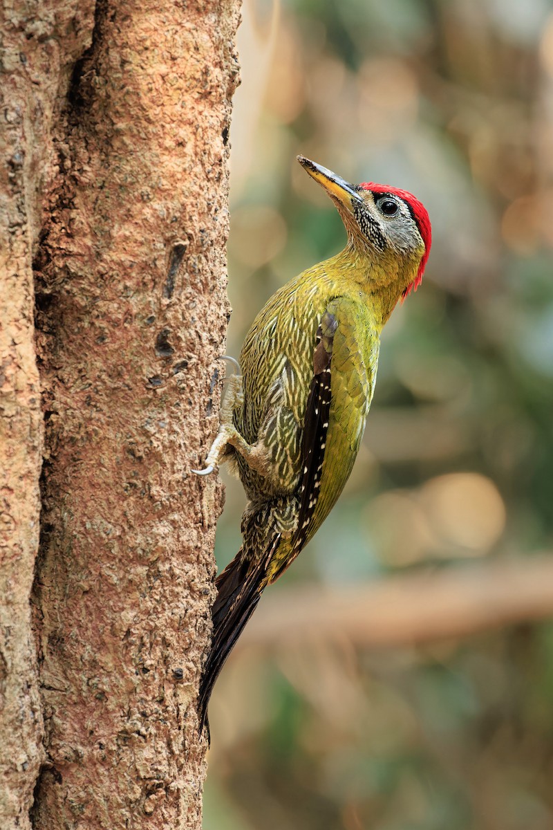 Streak-breasted Woodpecker - Ben Petcharapiracht