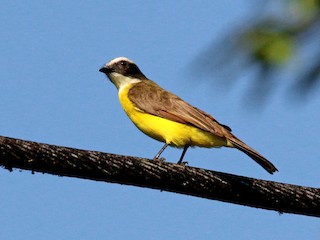 キバラヒタキモドキ - eBird