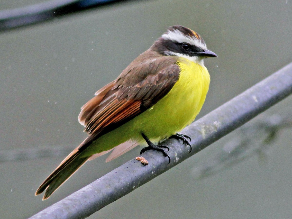 Bentevizinho De Asa Ferruginea Ebird