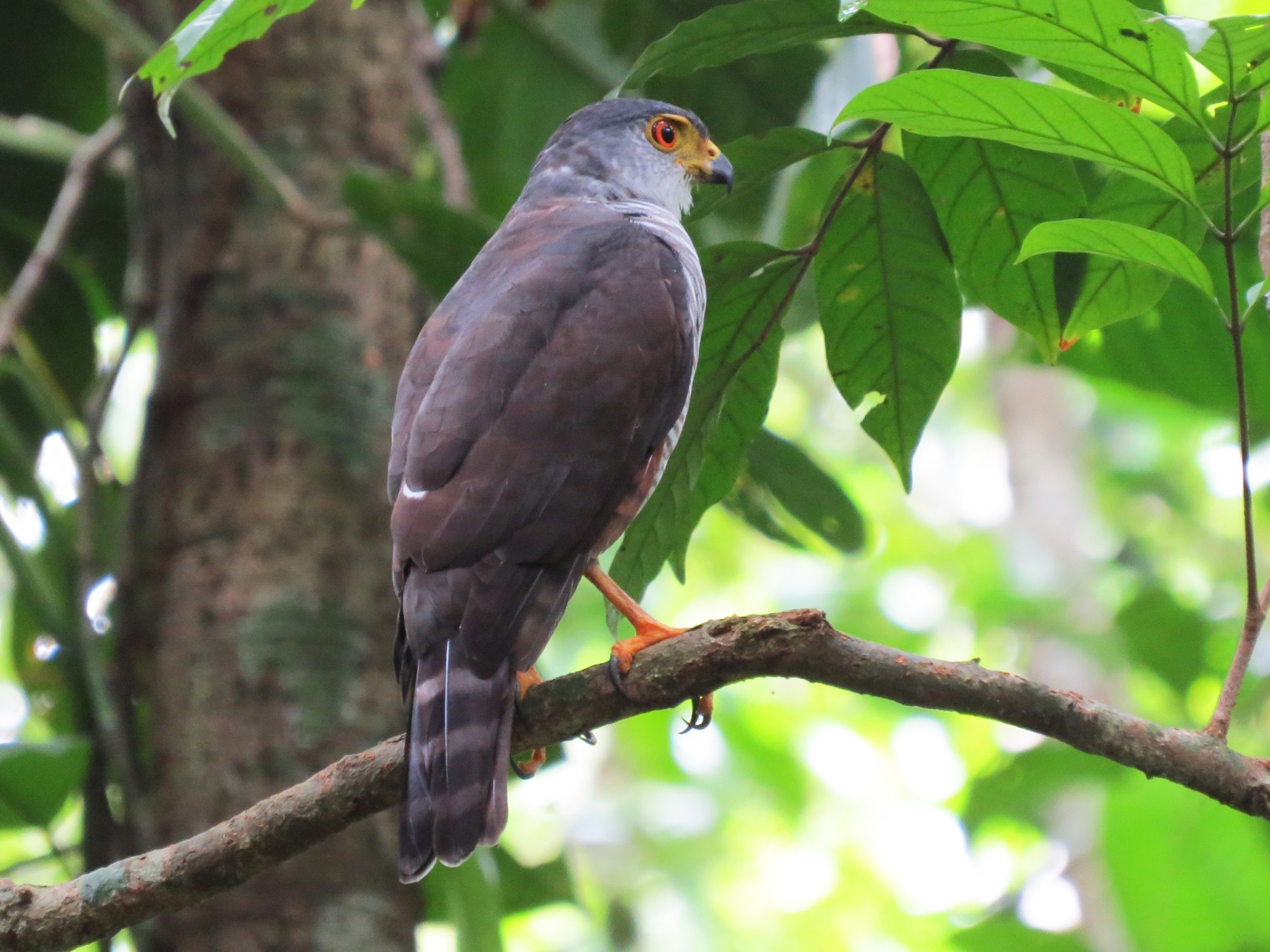 Tiny Hawk - Mariló C. Castro