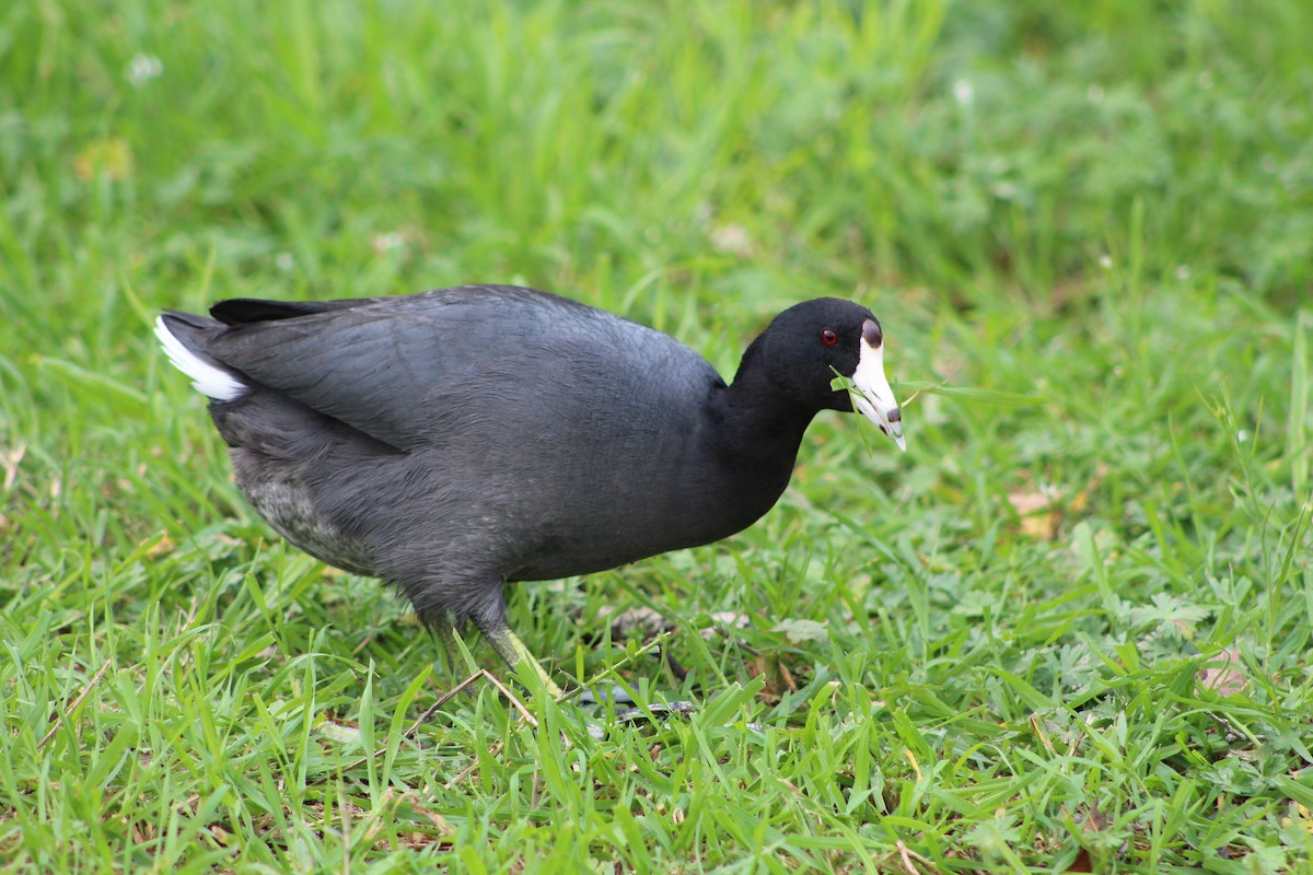 American Coot (Red-shielded) - ML53388461