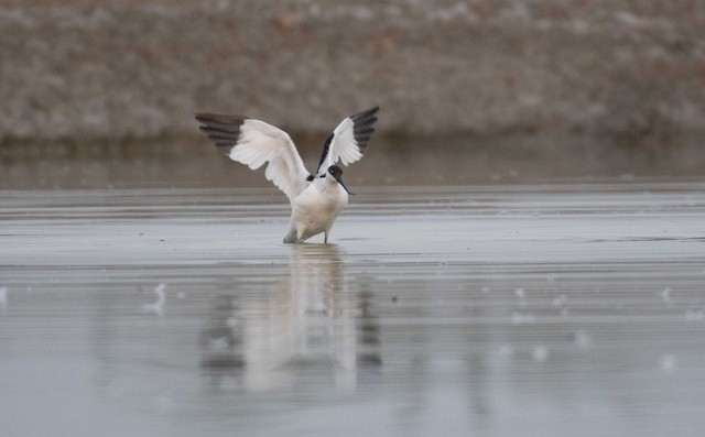 Pied Avocet — photographed by Sayantan Ghosh