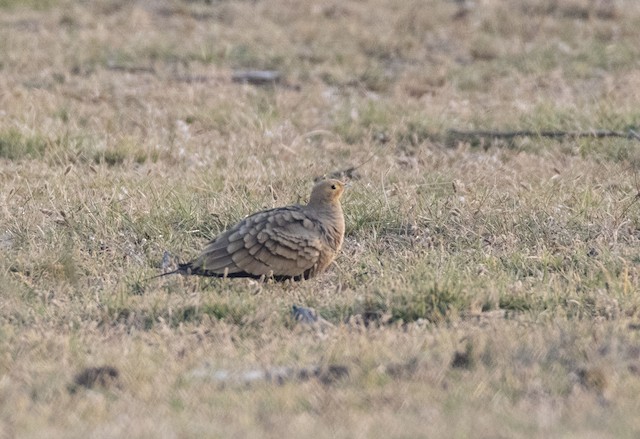 Chestnut-bellied Sandgrouse — photographed by Sayantan Ghosh
