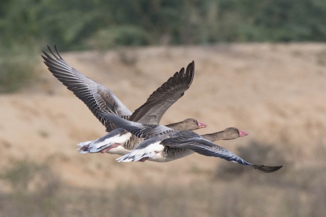 Greylag Goose — photographed by Sayantan Ghosh