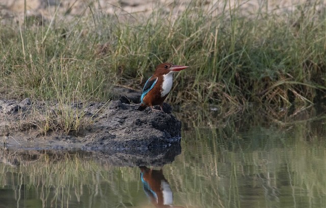 White-throated Kingfisher — photographed by Sayantan Ghosh