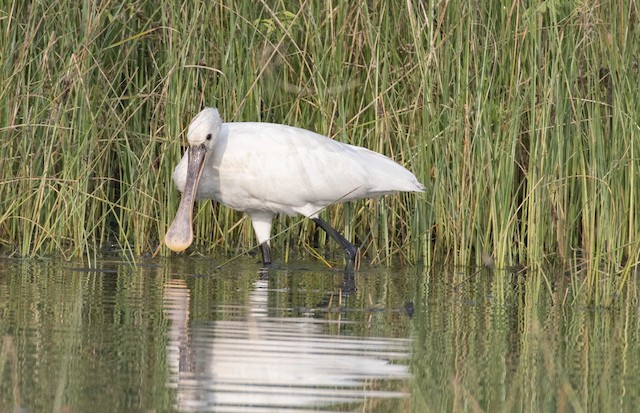 Eurasian Spoonbill — photographed by Sayantan Ghosh