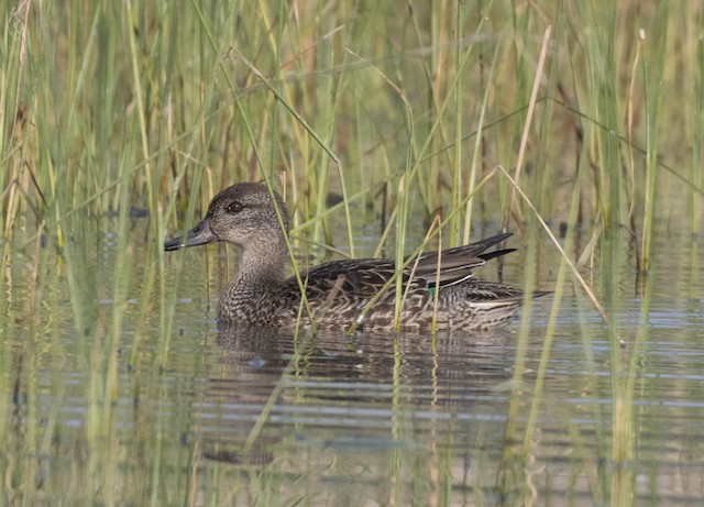 Green-winged Teal (Common Teal) — photographed by Sayantan Ghosh