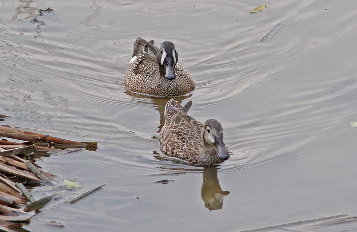 Blue-winged Teal - ML53389001