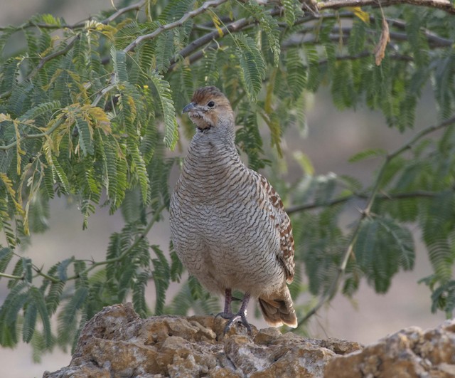 Grey Francolin — photographed by Sayantan Ghosh