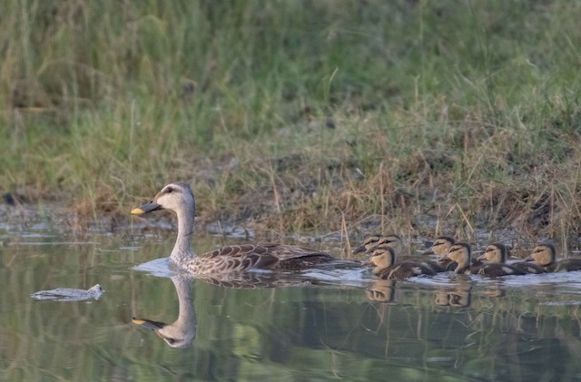 Indian Spot-billed Duck — photographed by Sayantan Ghosh