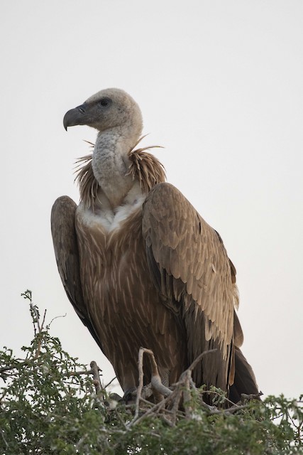 Eurasian Griffon (Griffon Vulture) — photographed by Sayantan Ghosh