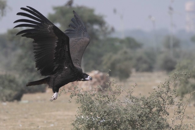 Cinereous Vulture — photographed by Sayantan Ghosh