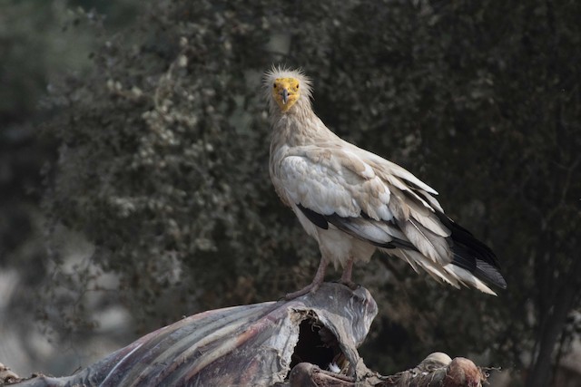 Egyptian Vulture — photographed by Sayantan Ghosh