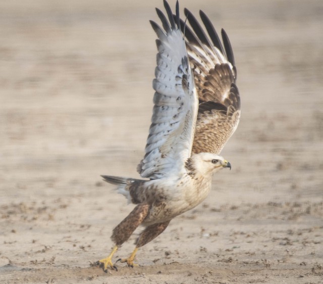 Long-legged Buzzard — photographed by Sayantan Ghosh