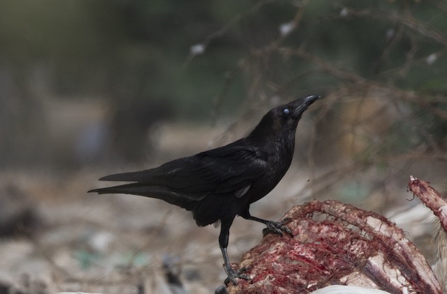 Common Raven (Northern Raven) — photographed by Sayantan Ghosh