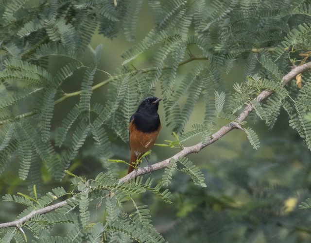 Black Redstart — photographed by Sayantan Ghosh