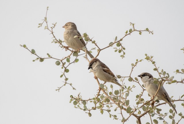 House Sparrow — photographed by Sayantan Ghosh