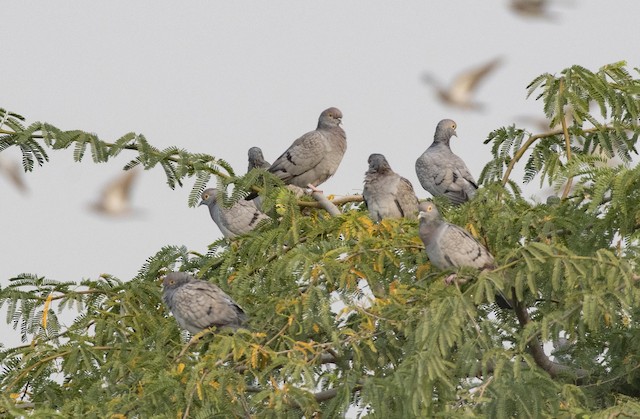 Yellow-eyed Pigeon — photographed by Sayantan Ghosh