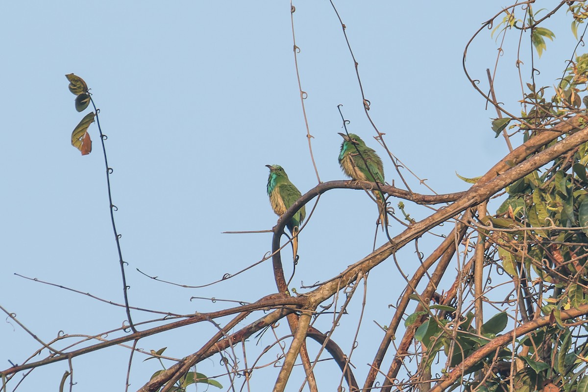 Blue-bearded Bee-eater - Wich’yanan Limparungpatthanakij