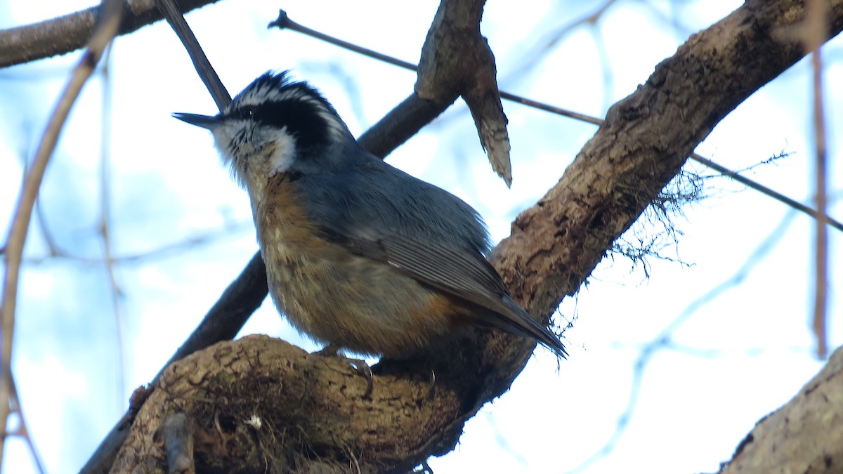 Red-breasted Nuthatch - ML533899691