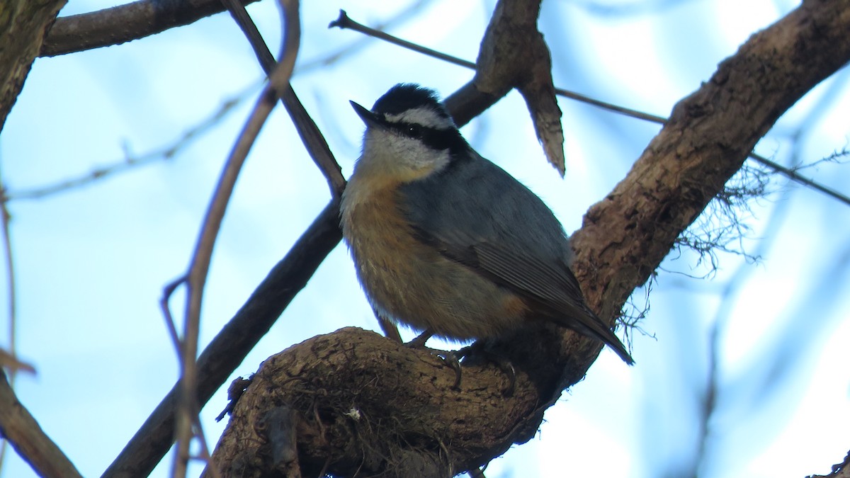 Red-breasted Nuthatch - ML533899711