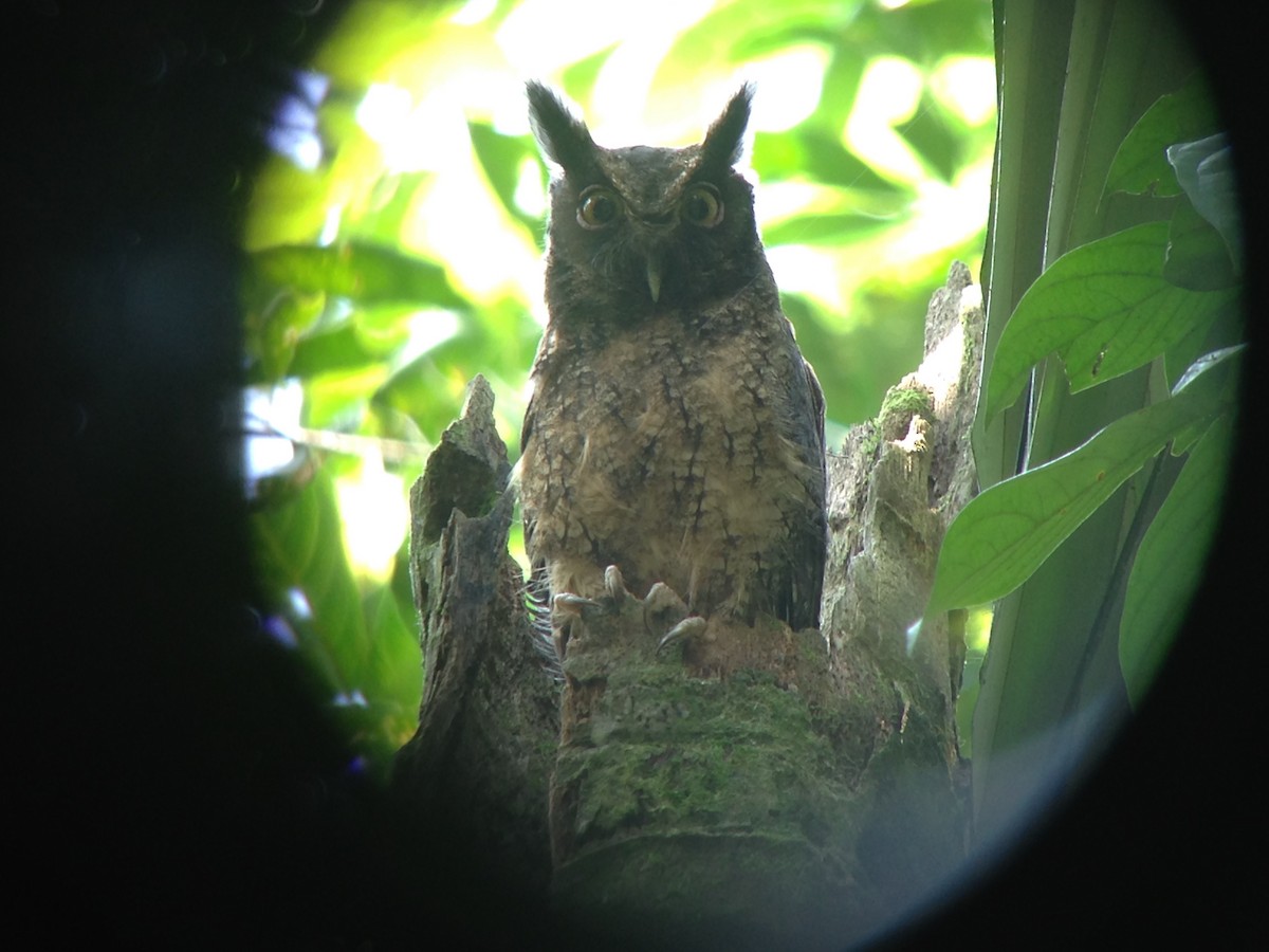 Tropical Screech-Owl - Pauline Banducci