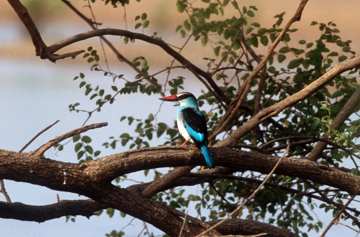 Blue-breasted Kingfisher - ML533900971