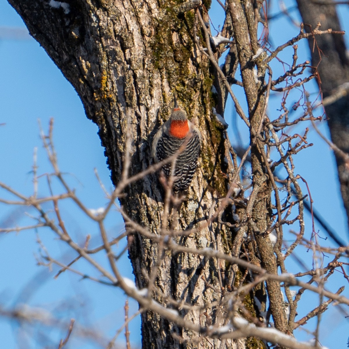 Red-bellied Woodpecker - ML533910821