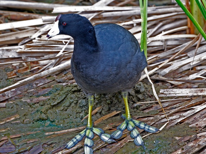 American Coot (Red-shielded) - ML53391131