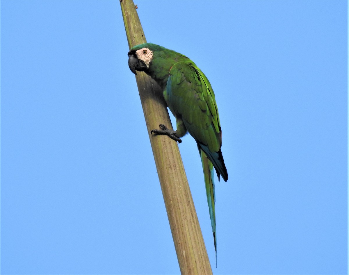 Chestnut-fronted Macaw - ML533914381