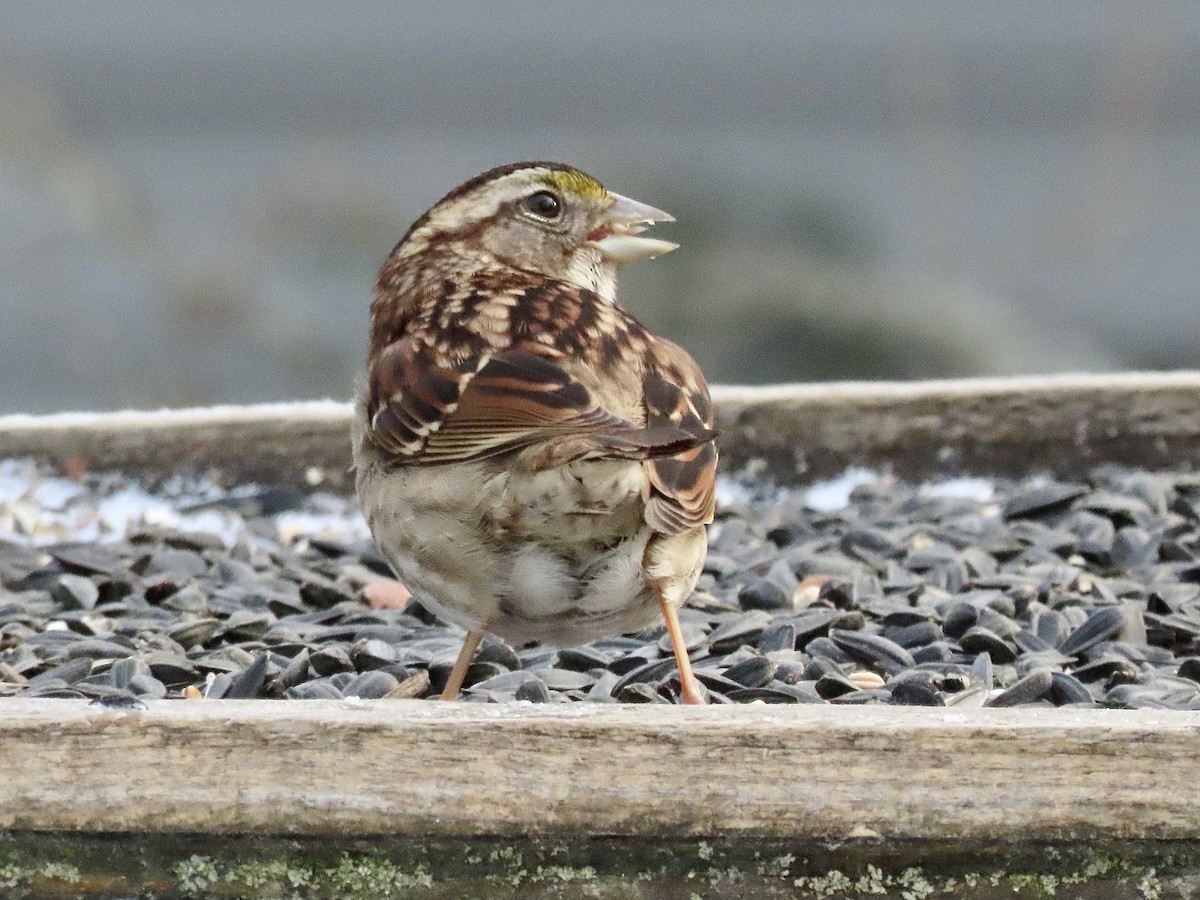 White-throated Sparrow - ML533915801