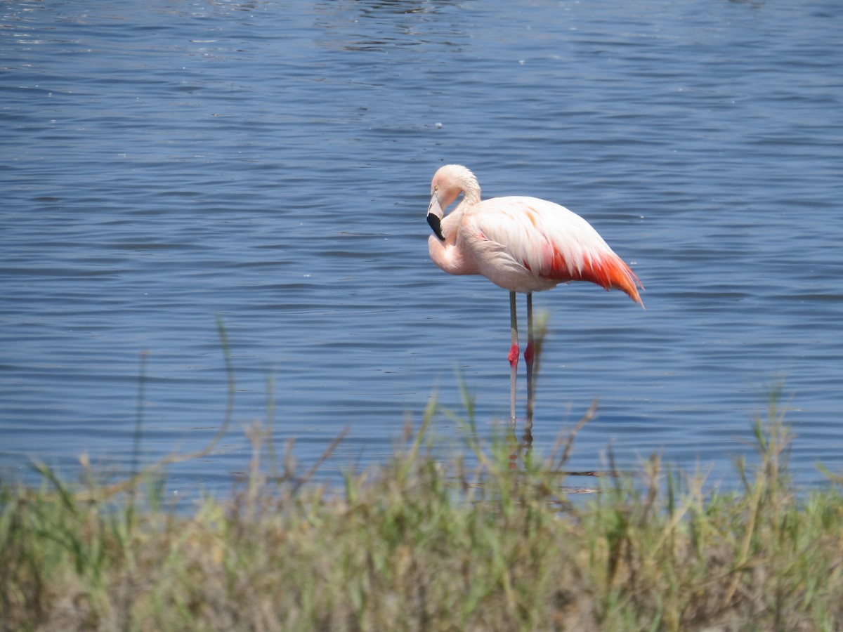 Şili Flamingosu - ML533915911