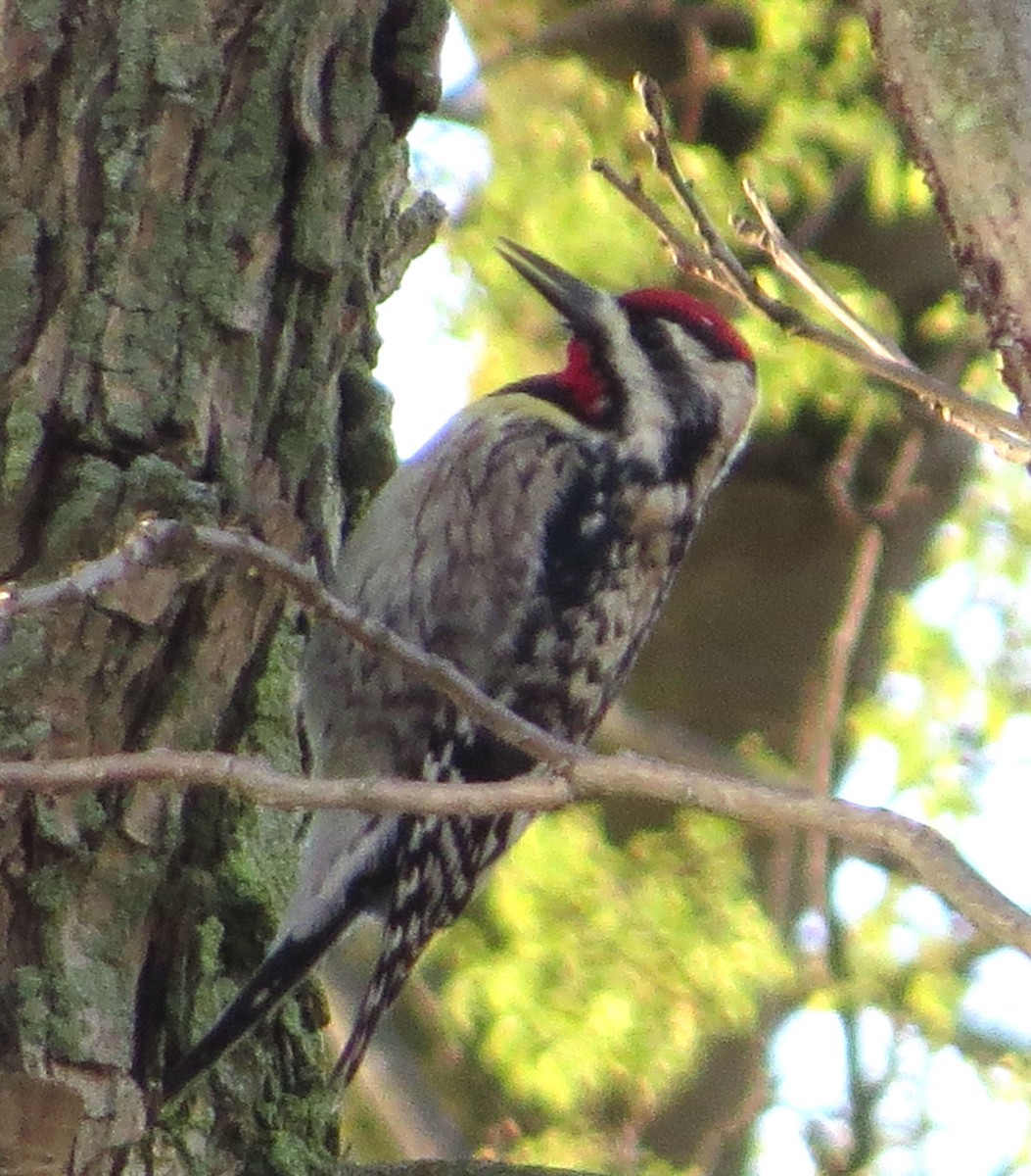 ml53393011-yellow-bellied-sapsucker-macaulay-library