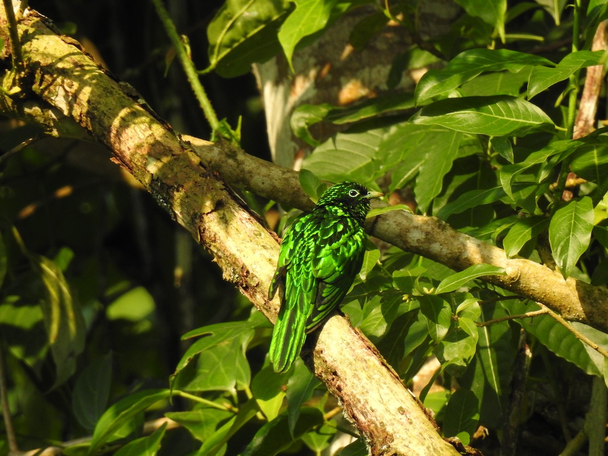 African Emerald Cuckoo - ML533932201
