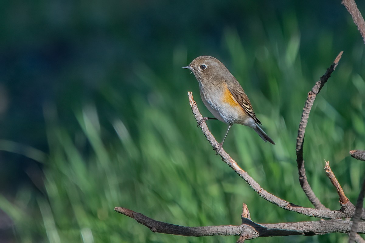 Red-flanked Bluetail - ML533935781