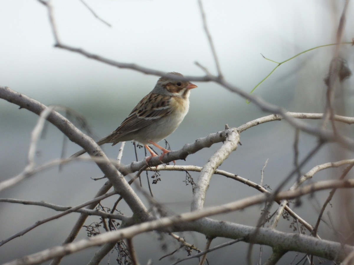 ML533936051 Clay-colored Sparrow Macaulay Library