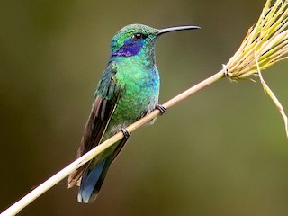 Birds of the World - Colibri