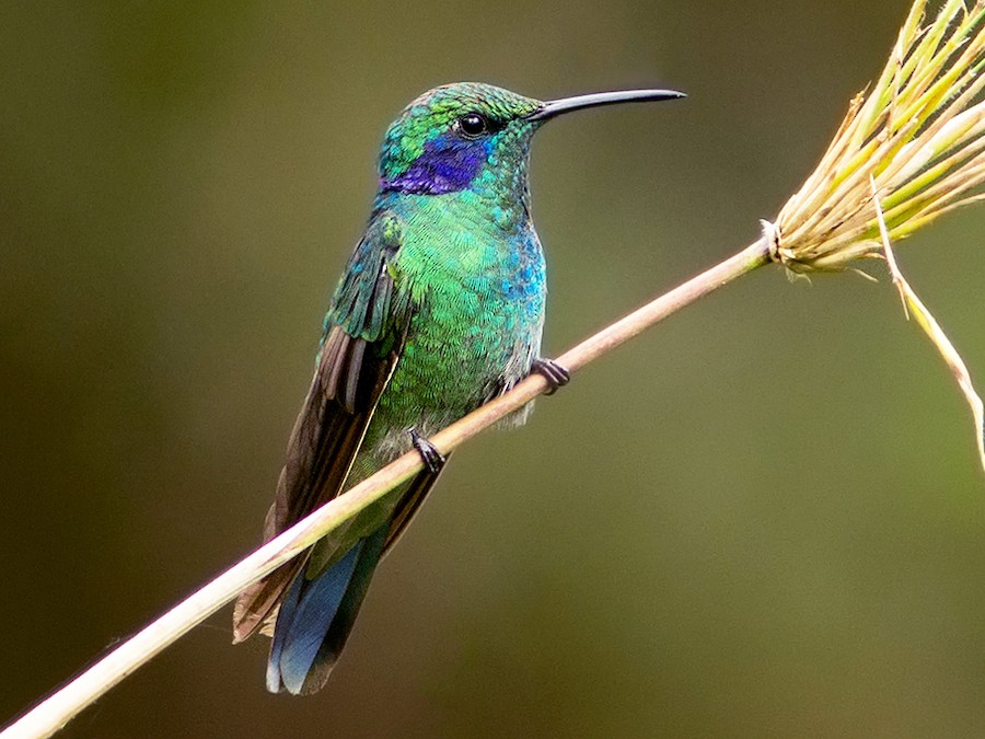 Sparkling violet-ear / Colibri anaïs / Colibri coruscans – Coraves