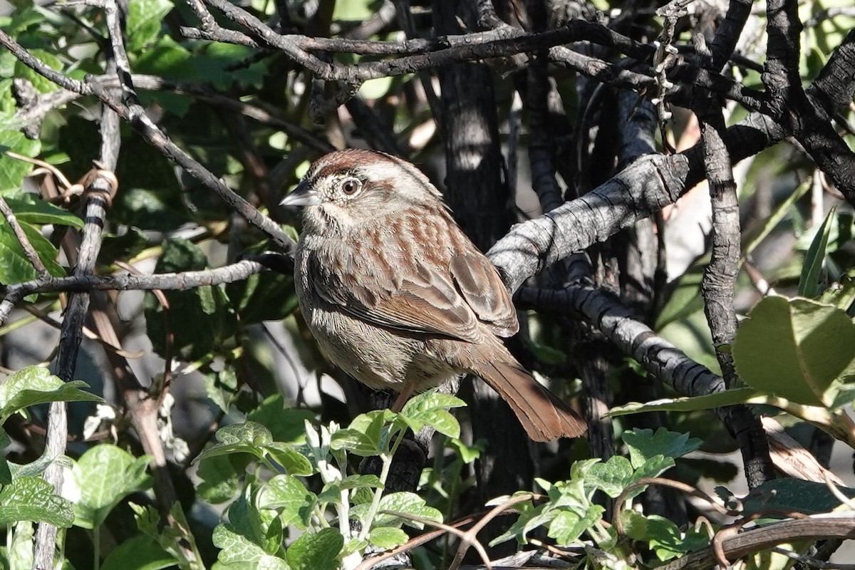 Rufous-crowned Sparrow - ML533936971