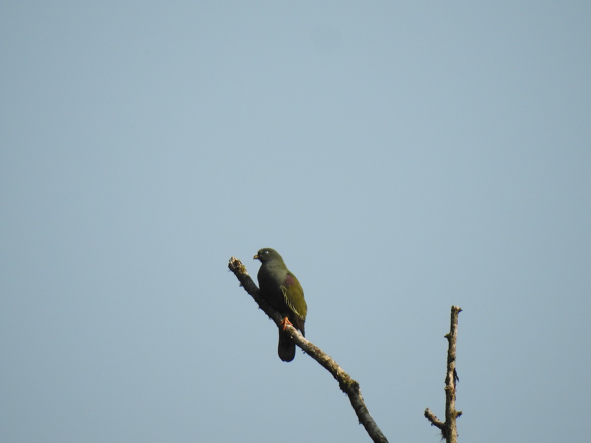 Sao Tome Green-Pigeon - ML533942411
