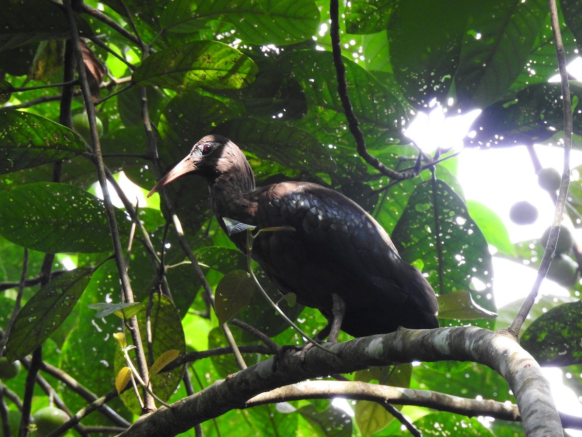 Ibis de Santo Tomé - ML533943571