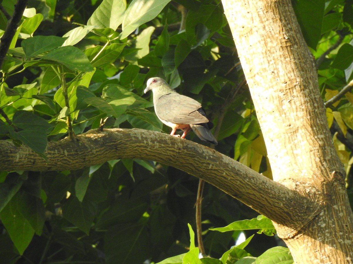 Sao Tome Pigeon - John Garcia Ulloa