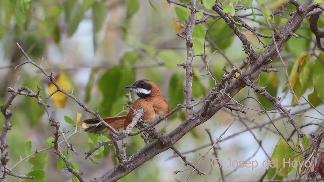  - White-whiskered Spinetail